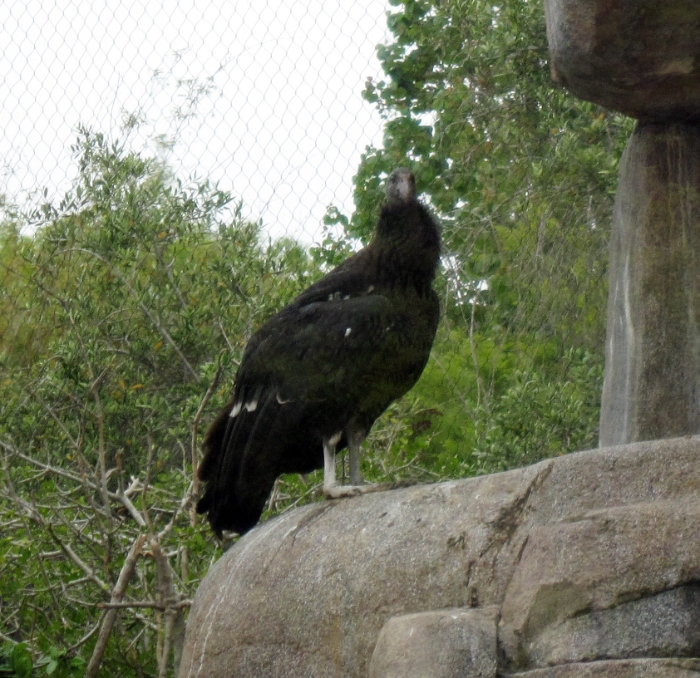California Condor